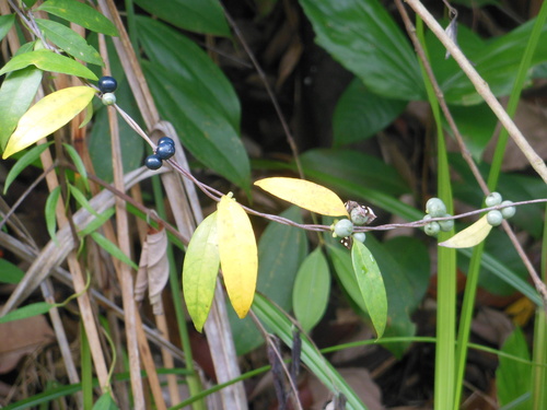 Gynochthodes sublanceolata