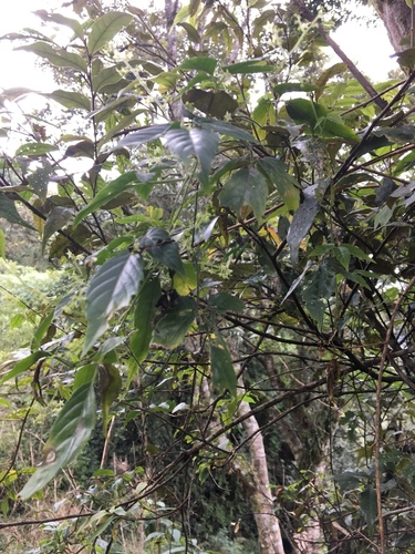 Gynostemma pentaphyllum (Sweet tea vine) — photo