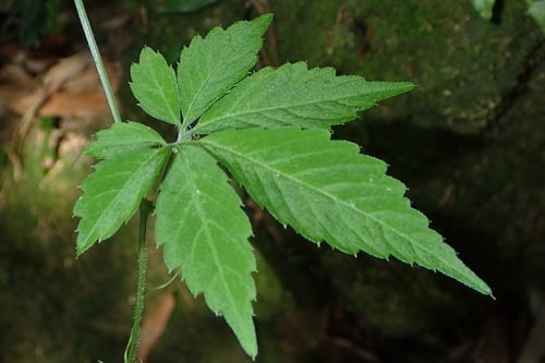 Gynostemma pentaphyllum
