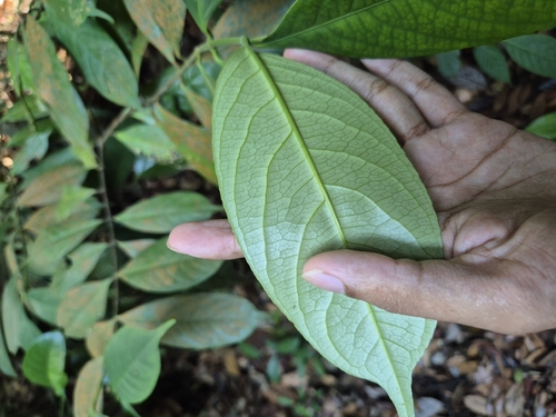 Gynotroches axillaris (Karanji) — photo