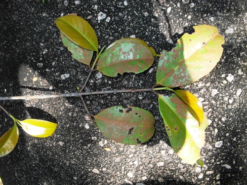 Gynotroches axillaris
