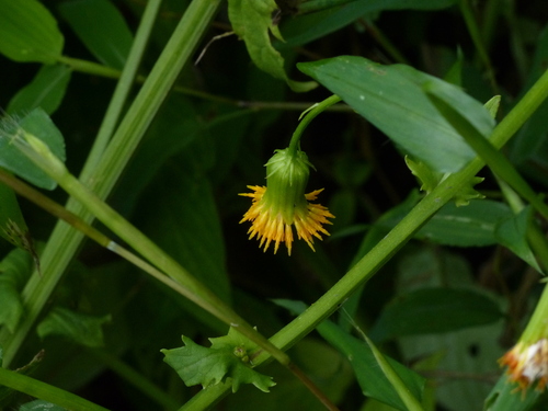 Gynura amplexicaulis — photo