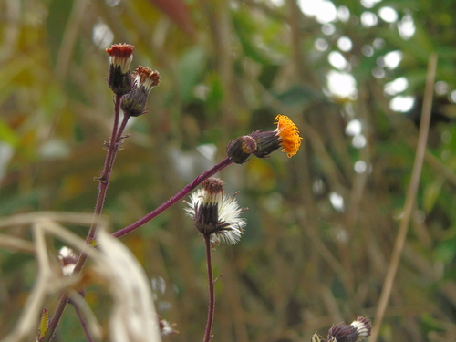 Gynura aurantiaca (Purple Passion Vine) — photo