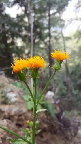 Gynura cusimbua