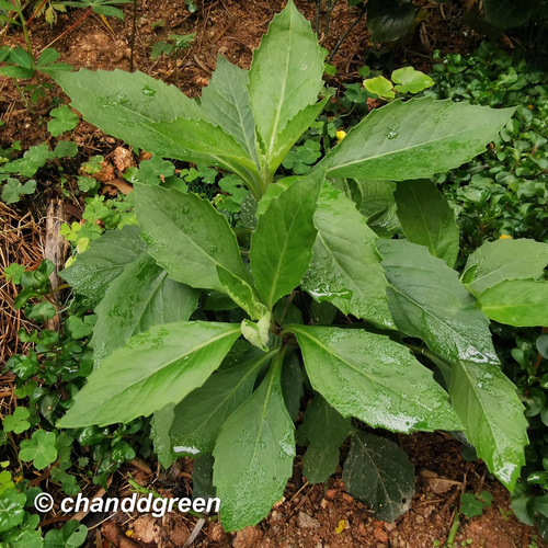 Gynura divaricata (Chinese groundsel) — photo