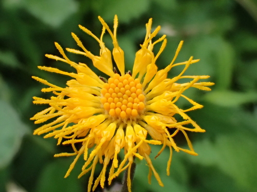 Gynura formosana