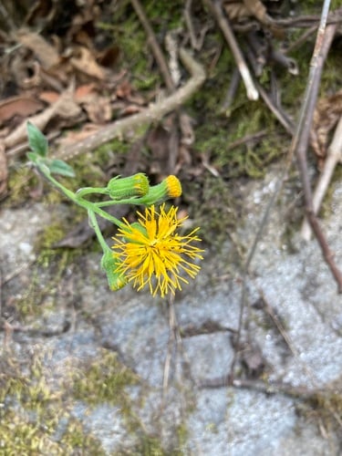 Gynura nepalensis — photo