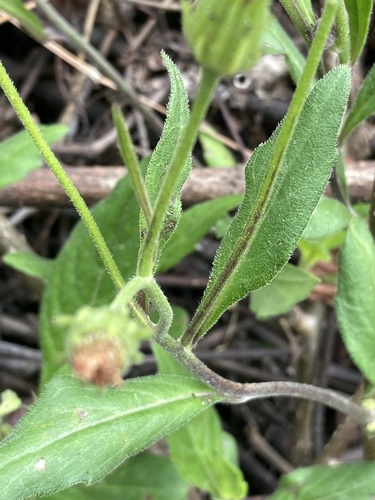 Gynura nepalensis — photo