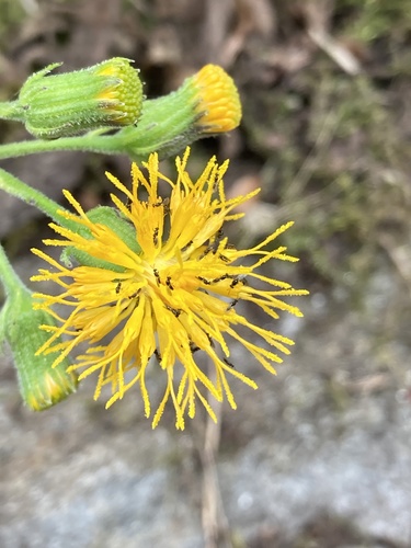 Gynura nepalensis