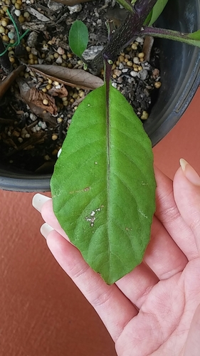 Gynura procumbens (Purple passion plant) — photo