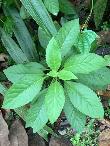 Gynura procumbens