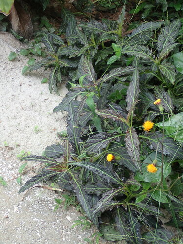 Gynura pseudochina (Velvet plant) — photo