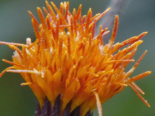 Gynura pseudochina (Velvet plant) — photo