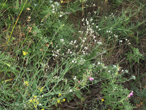 Gypsophila acutifolia (Sharpleaf Babysbreath) — photo
