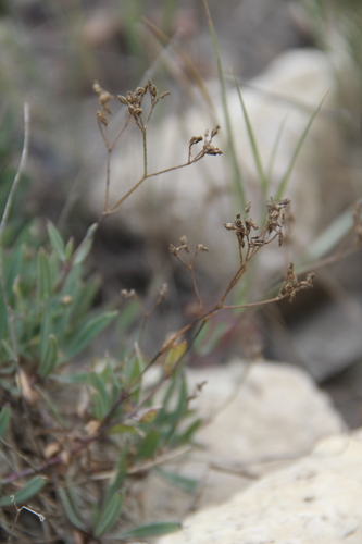 Gypsophila acutifolia (Sharpleaf Babysbreath) — photo