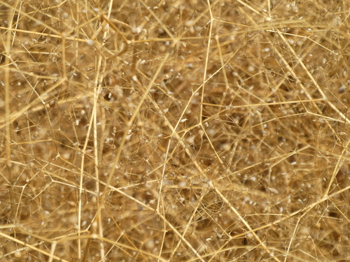 Gypsophila arrostii — photo