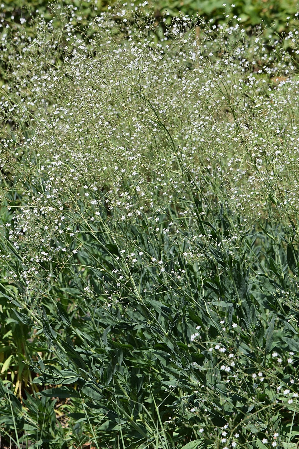 Gypsophila bicolor