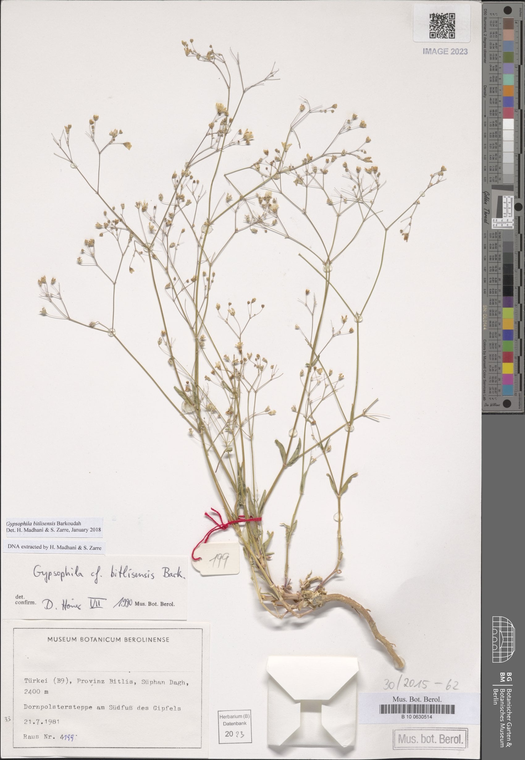 Gypsophila bitlisensis