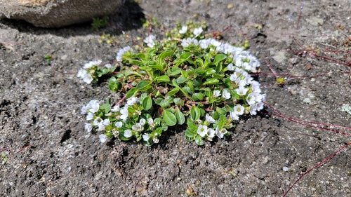 Gypsophila cerastoides — photo