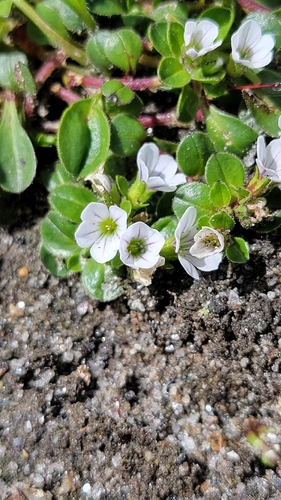 Gypsophila cerastoides — photo