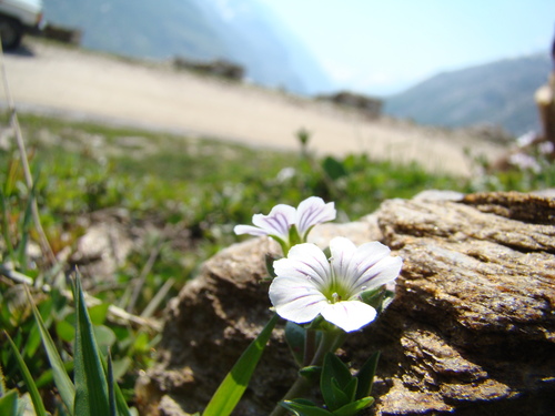 Gypsophila cerastoides
