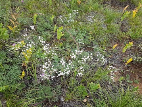 Gypsophila davurica