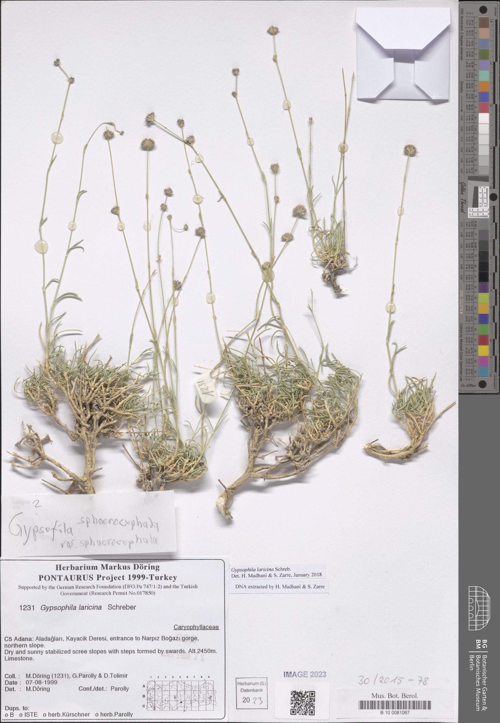 Gypsophila laricina