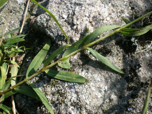 Gypsophila oldhamiana (Manchurian baby's breath) — photo