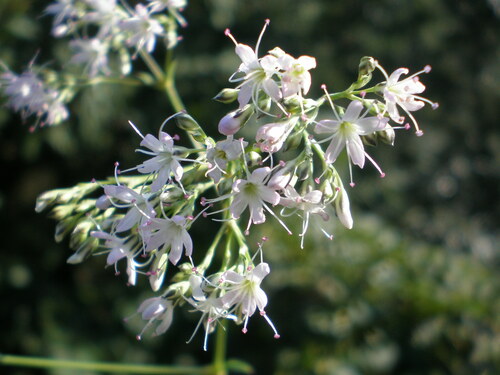 Gypsophila oldhamiana (Manchurian baby's breath) — photo