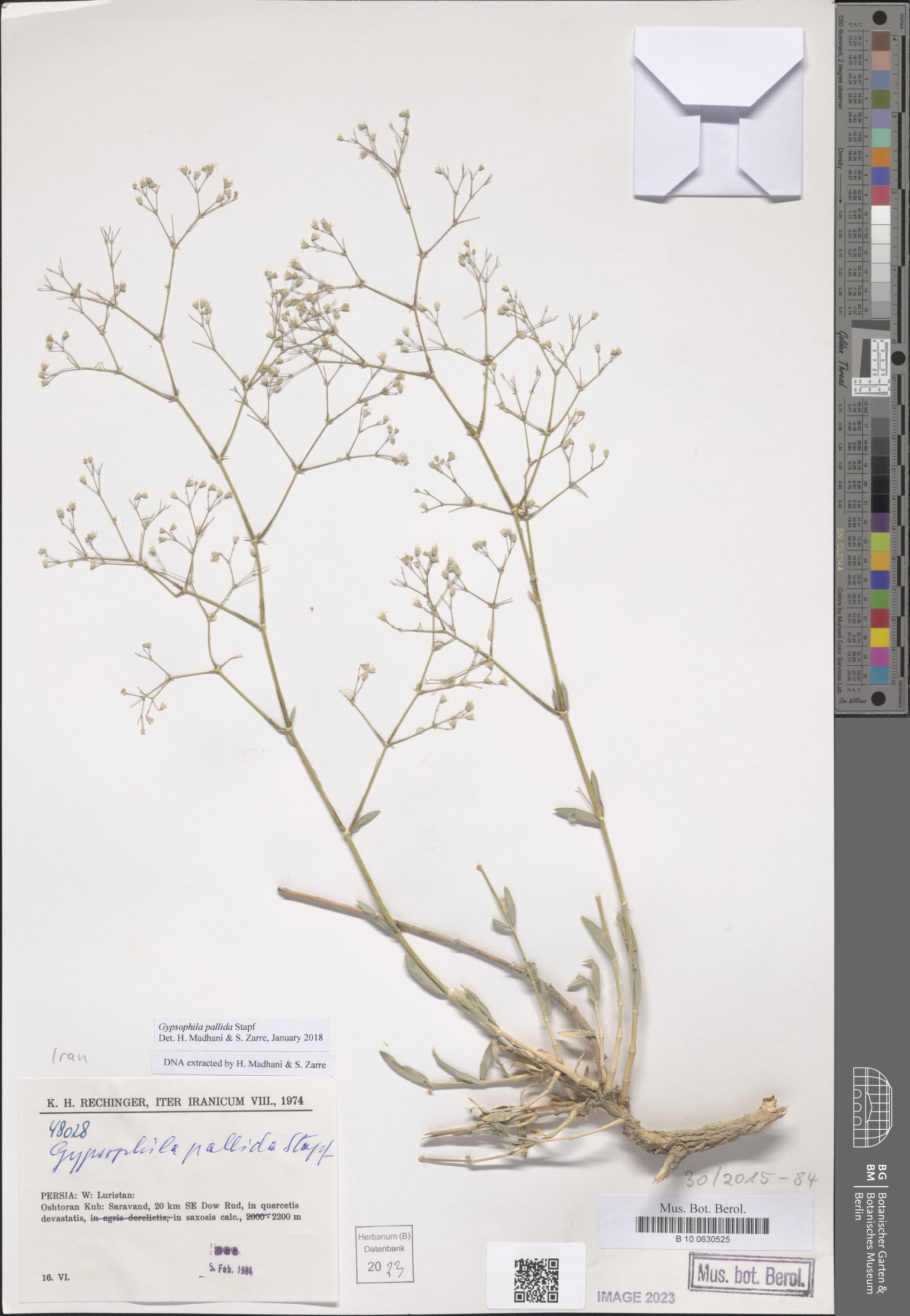 Gypsophila pallida
