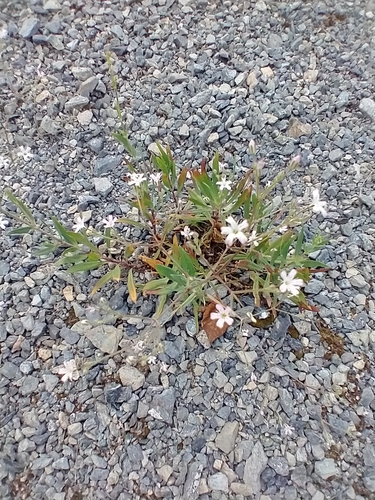 Gypsophila perfoliata — photo