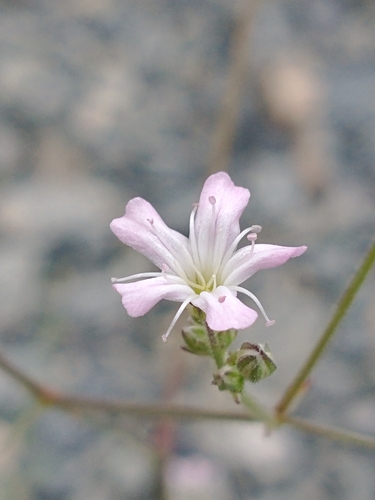 Gypsophila perfoliata — photo