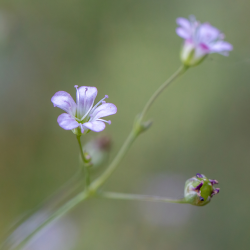 Gypsophila perfoliata