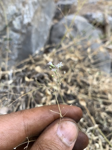 Gypsophila ruscifolia — photo