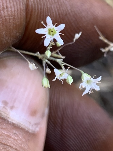 Gypsophila ruscifolia