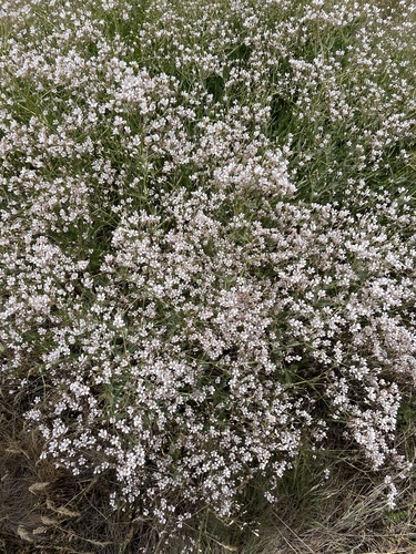 Gypsophila venusta — photo