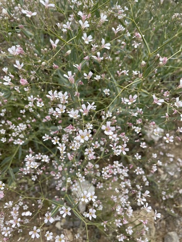Gypsophila venusta — photo