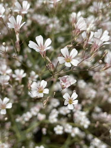 Gypsophila venusta