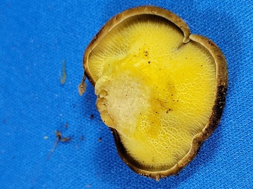 Gyrodon merulioides — photo