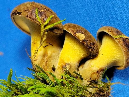Gyrodon merulioides — photo