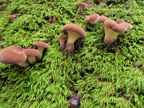 Gyrodon merulioides