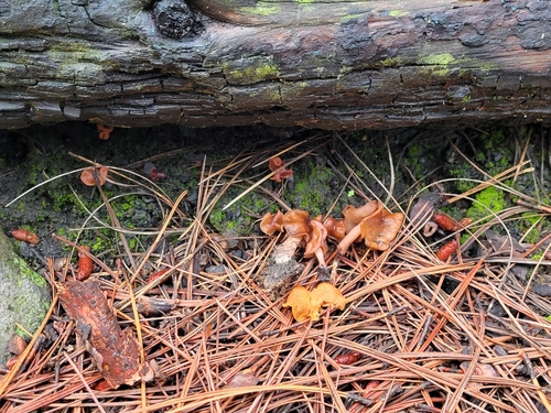 Gyromitra ambigua — photo