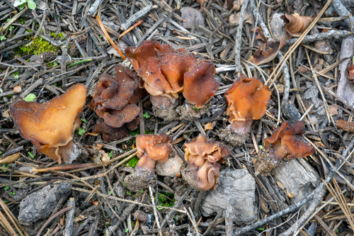 Gyromitra ambigua — photo