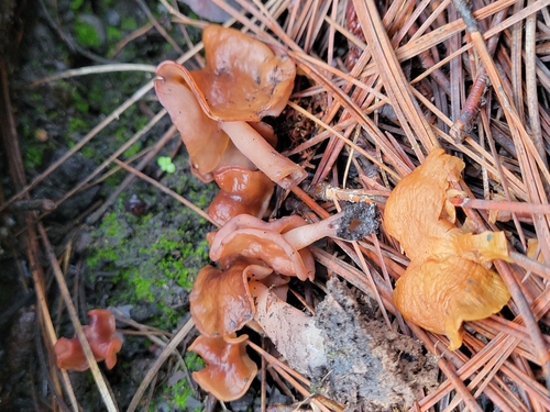 Gyromitra ambigua