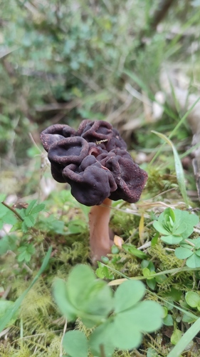 Gyromitra antarctica — photo