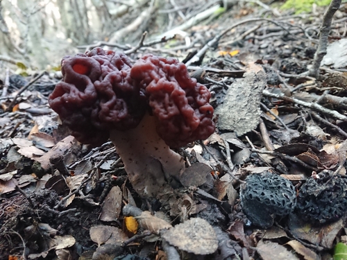 Gyromitra antarctica — photo