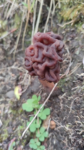 Gyromitra antarctica