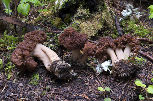 Gyromitra esculenta (False morel) — photo