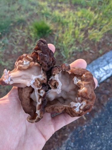 Gyromitra esculenta (False morel) — photo