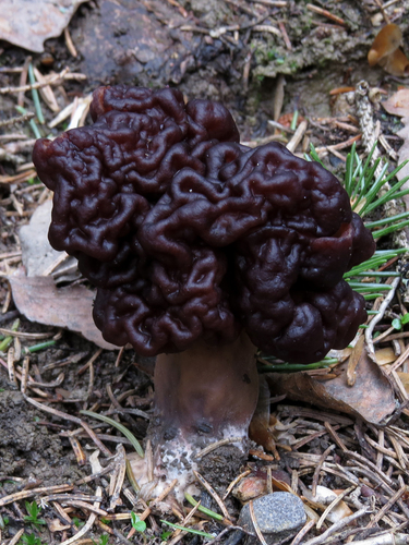Discinaceae